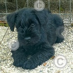 🐶 Zwergschnauzer femmina di 9 mesi in vendita a Cuneo (CN) e in tutta Italia da privato