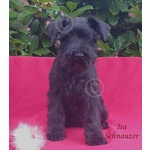 Cucciola Schnauzer nano Nero - Foto n. 2