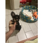 🐶 Chihuahua Maschio di 1 anno e 1 mese in Accoppiamento a Rocca san Giovanni (ch) da Privato