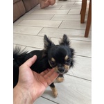 Chihuahua Maschio con Pedigree per Accoppiamento - Foto n. 3