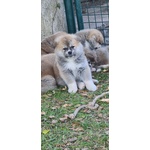 Cuccioli di Akita - Foto n. 4