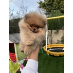 🐶 Volpino Pomerania di 8 mesi in vendita a Roma (RM) e in tutta Italia da allevamento