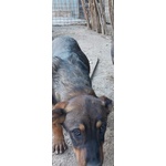 🐶 Rottweiler maschio di 10 mesi in adozione a Ravenna (RA) e in tutta Italia da privato