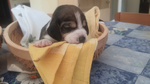 Cuccioli di Beagle con Pedigree Enci - Foto n. 2