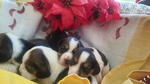 Cuccioli di Beagle con Pedigree Enci - Foto n. 3