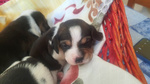 Cuccioli di Beagle con Pedigree Enci - Foto n. 4