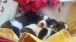 Cuccioli di Beagle con Pedigree Enci - Foto n. 5