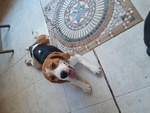 Cuccioli di Beagle con Pedigree Enci - Foto n. 7