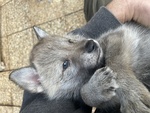 Cucciolo di cane lupo Cecoslovacco