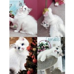 Splendide Gattine Ragdoll con Pedigree Afef - Foto n. 3