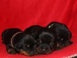 Cuccioli di Rottweiler Disponibili in Allevamento - Foto n. 2