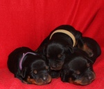 Cuccioli di Rottweiler Disponibili in Allevamento - Foto n. 4