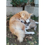 Akita Cuccioli Disponibili - Foto n. 3