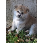 Akita Cuccioli Disponibili - Foto n. 8