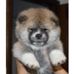 Akita Cuccioli Disponibili - Foto n. 9