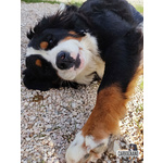 Cuccioli di Bovaro del Bernese con Pedigree - Foto n. 1