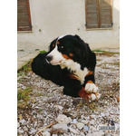 Cuccioli di Bovaro del Bernese con Pedigree - Foto n. 2