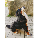 Cuccioli di Bovaro del Bernese con Pedigree - Foto n. 3