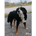 Cuccioli di Bovaro del Bernese con Pedigree - Foto n. 4