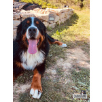 Cuccioli di Bovaro del Bernese con Pedigree - Foto n. 5