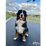 Cuccioli di Bovaro del Bernese con Pedigree - Foto n. 6