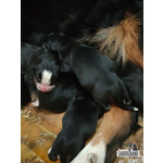 Cuccioli di Bovaro del Bernese con Pedigree - Foto n. 8
