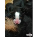 Cuccioli di Bovaro del Bernese con Pedigree - Foto n. 9