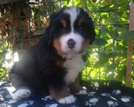 Cuccioli di Bovaro del Bernese - Foto n. 2