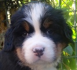 Cuccioli di Bovaro del Bernese