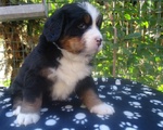 Cuccioli di Bovaro del Bernese - Foto n. 3