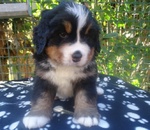 Cuccioli di Bovaro del Bernese - Foto n. 4