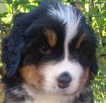 Cuccioli di Bovaro del Bernese - Foto n. 5