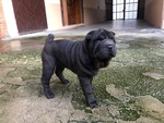 Cuccioli di shar Pei - Foto n. 2