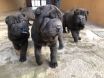 Cuccioli di shar Pei