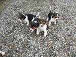 Cuccioli Beagle Tricolore per Natale - Foto n. 2