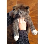 Cuccioli di Akita inu con Pedigree - Foto n. 2