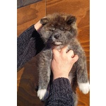 Cuccioli di Akita inu con Pedigree - Foto n. 3