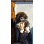 Cuccioli di Akita inu con Pedigree - Foto n. 5