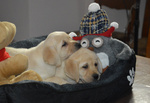 Cuccioli di Labrador Retriever Gialli con Pedigree Enci - Foto n. 5