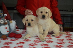 Cuccioli di Labrador Retriever Gialli con Pedigree