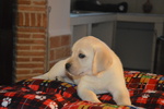 Cuccioli di Labrador Retriever Gialli con Pedigree - Foto n. 6