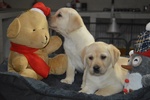 Cuccioli di Labrador Retriever Gialli con Pedigree - Foto n. 9