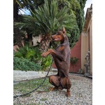 🐶 Dobermann maschio di 2 anni in accoppiamento a Bergamo (BG) e in tutta Italia da privato