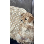 Maltipoo Toy