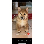 🐶 Shiba Inu maschio di 5 mesi in vendita a Napoli (NA) da privato