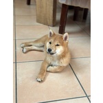 Shiba inu con Pedigree - Foto n. 2