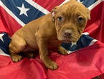 Cuccioli American Pitbull red nose Ukc - Foto n. 2