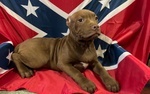 Cuccioli American Pitbull red nose Ukc