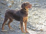 Ali Cuccciolo di Setter