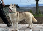 Siberian Husky D.o.c. - Foto n. 4